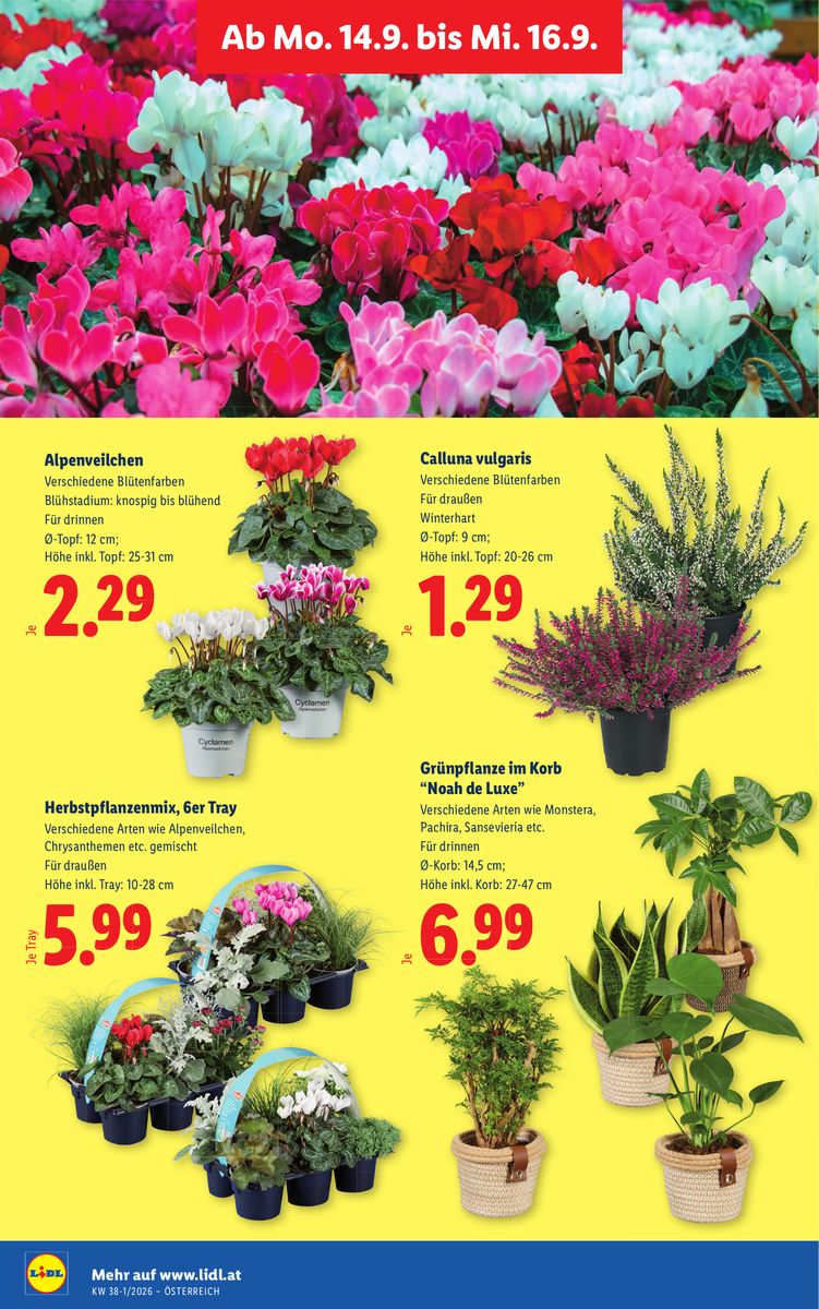 Lidl catalog page 31 — 2026-09-10 to 2026-09-16