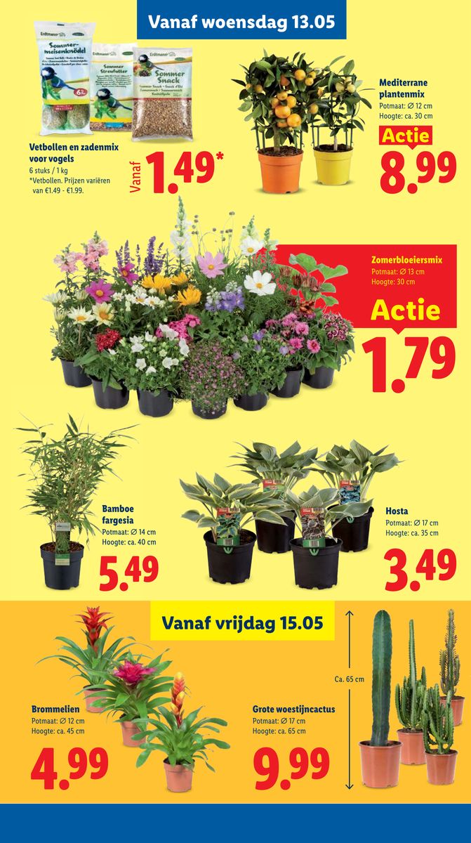 Lidl catalog page 31 — 2026-05-11 to 2026-05-16