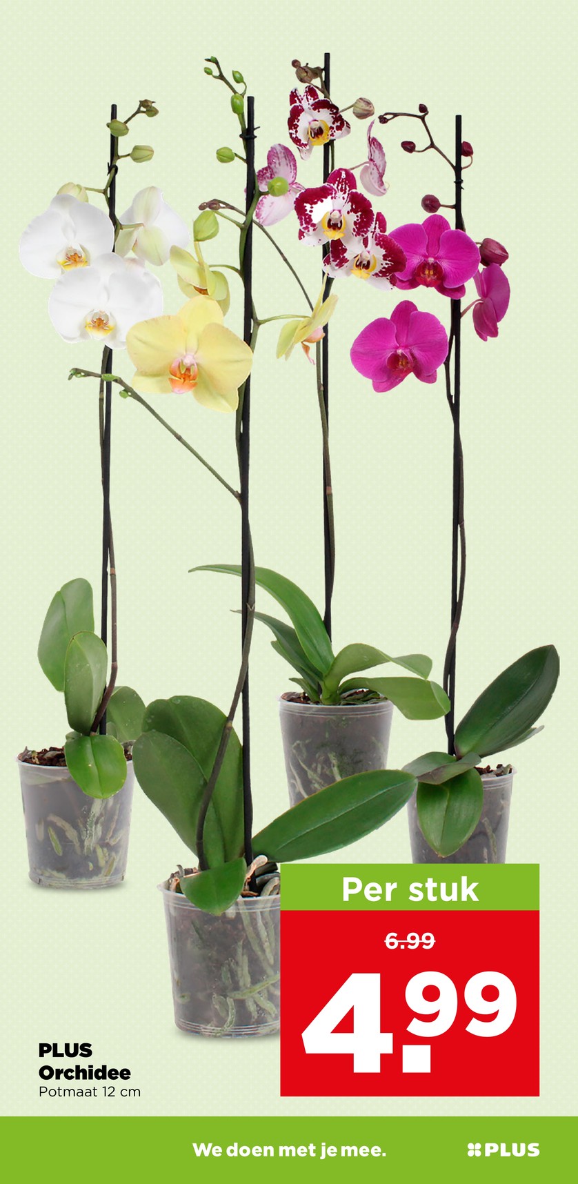 Plus catalog page 35 — 2026-08-10 to 2026-08-15