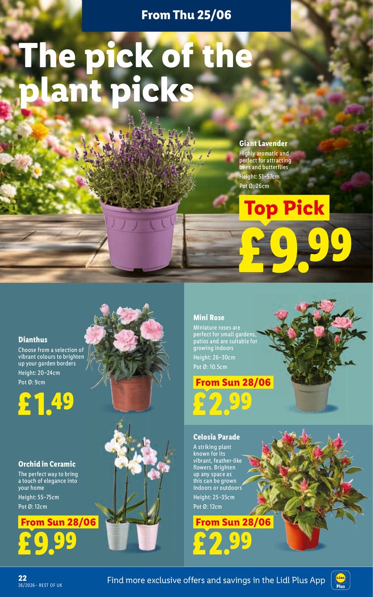 Lidl catalog page 24 — 2026-06-25 to 2026-07-01